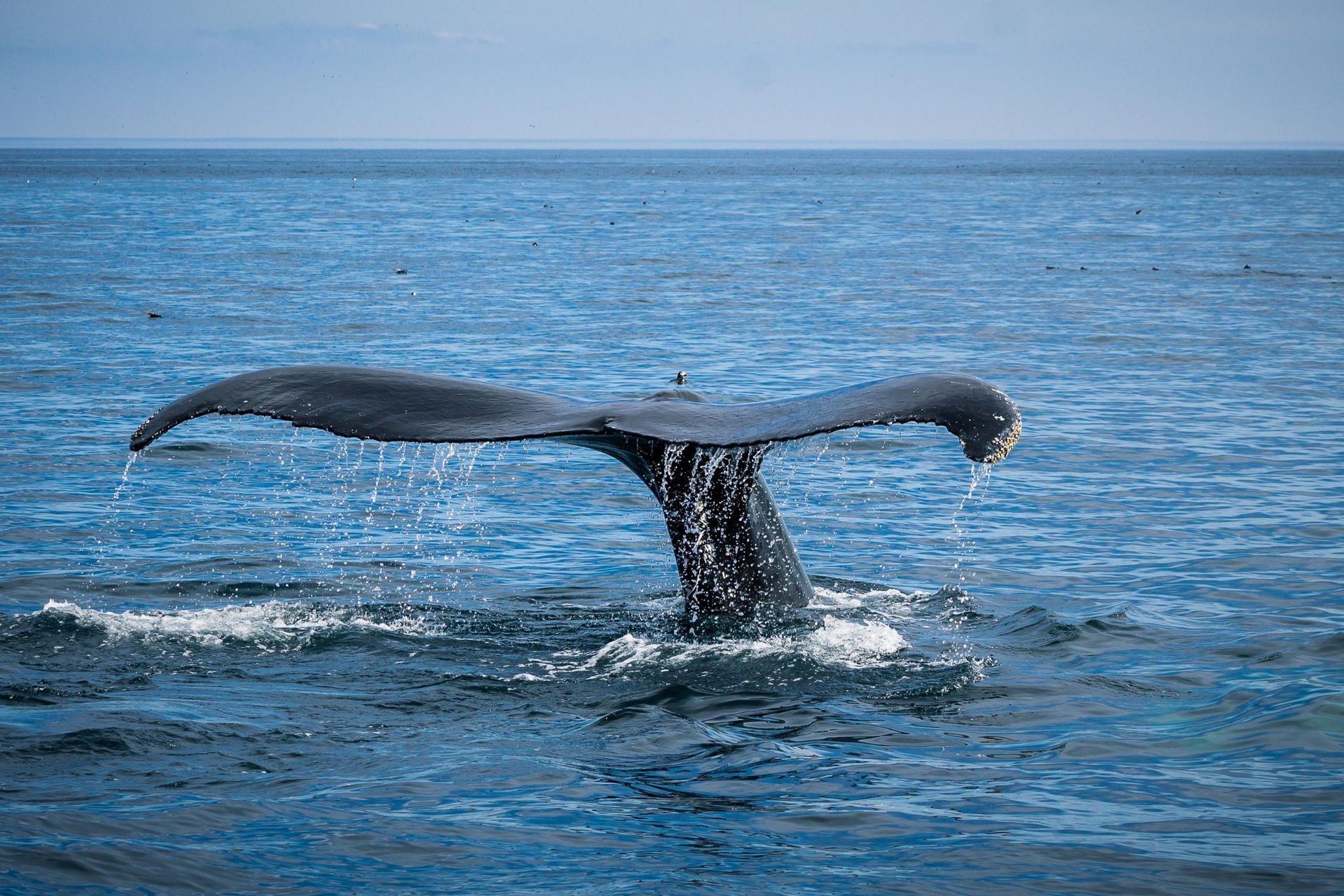 Walvisstaartvinnen steken boven het blauwe oceaanwater uit, met de horizon in de verte.