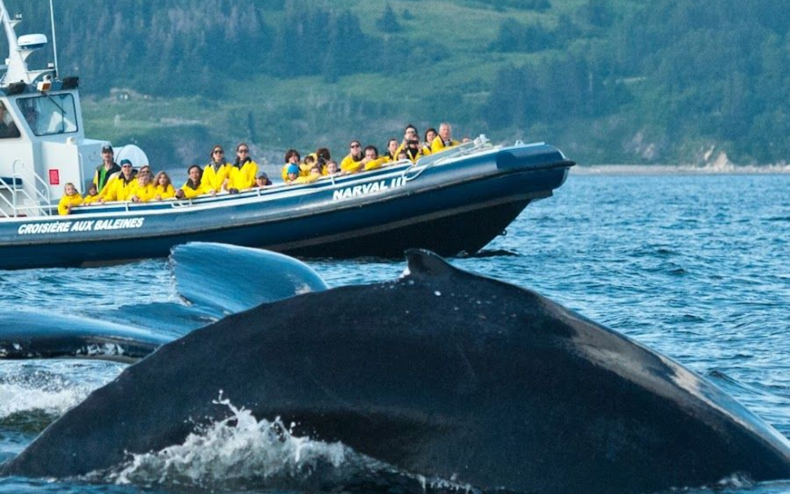 Een walvis duikt in Canada op naast een gele rondvaartboot met passagiers op de oceaan.