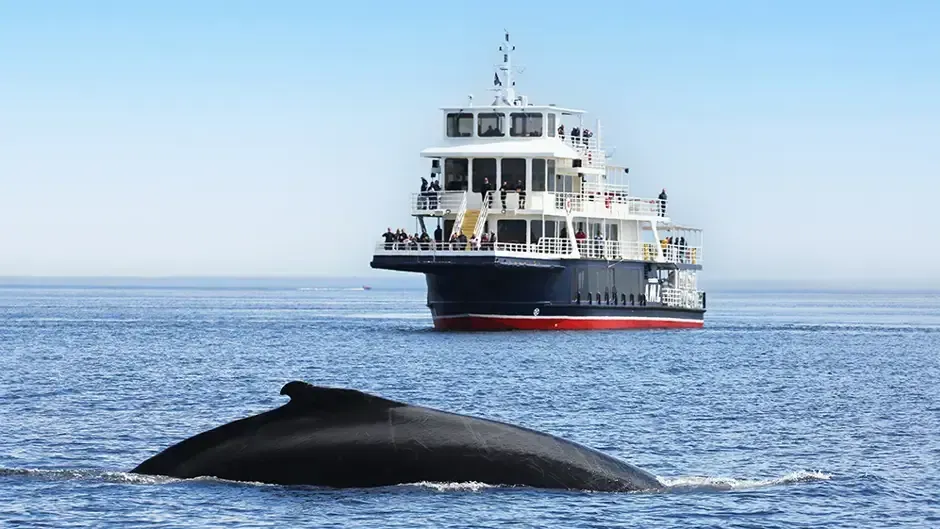 Een walvis komt boven water op de voorgrond terwijl een veerboot over een kalme blauwe zee vaart.