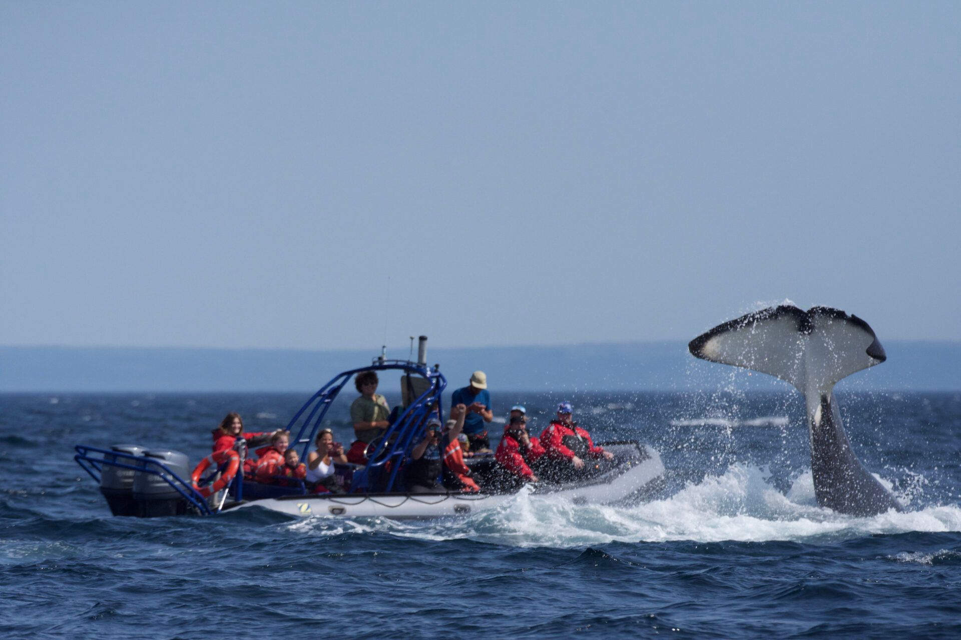 Walvisspotboot met passagiers vlakbij een walvisstaart die boven water komt in de oceaan.