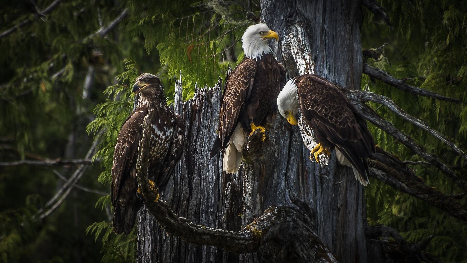 Drie Amerikaanse zeearenden zitten op een verweerde boomstam. Eén kijkt naar beneden, twee kijken naar voren. Weelderig groene achtergrond.
