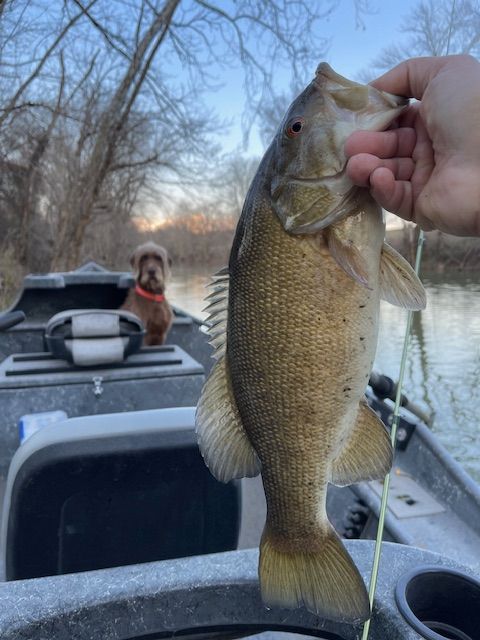 Person holding a smallmouth bass on a boat, a dog sits in the background near a river.