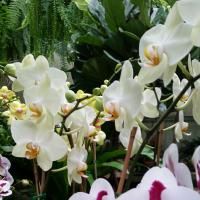 Close-up of white orchids with orange centers, surrounded by lush green foliage.