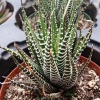 A small Haworthia succulent in a brown pot, featuring pointed dark green leaves with horizontal white, bumpy stripes.