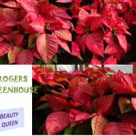 A collage of vibrant red poinsettia plants at Rogers Greenhouse, with text labeling a variety as Beauty Queen.