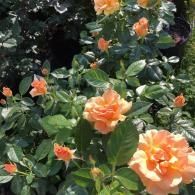 A cluster of soft orange roses in full bloom surrounded by lush, dark green foliage on a sunny day.