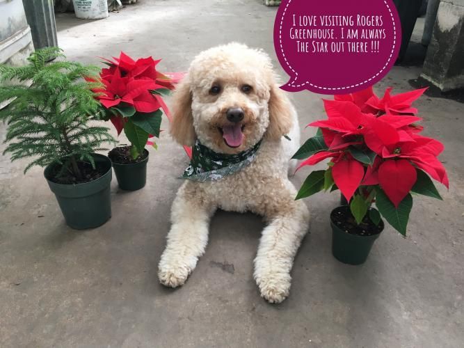 A light-colored dog wears a patterned bandana while sitting between three potted plants in a greenhouse.