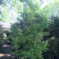 A lush, green tree with delicate, feathery leaves stands prominently in a sunny garden setting near a house.