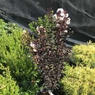 A potted plant with dark, purple-black foliage and white flower clusters, surrounded by other plants in a nursery setting.
