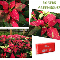 A collage of red and white variegated poinsettia plants at Rogers Greenhouse with a label reading 