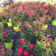 Rows of potted rose bushes with vibrant red flowers in a nursery setting.