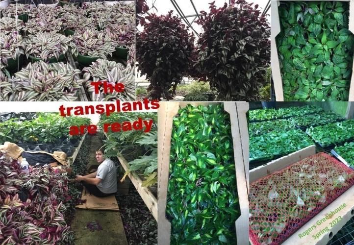 A collage shows various plants in a greenhouse, with a person working in the aisles.
