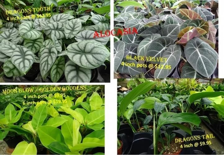 A collage of plant varieties with names and prices.