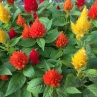 A vibrant cluster of celosia flowers in shades of yellow, orange, and red, surrounded by lush green foliage.