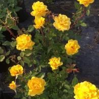 A vibrant rose bush in full bloom with multiple bright yellow flowers and green leaves against dark, soil-covered ground.