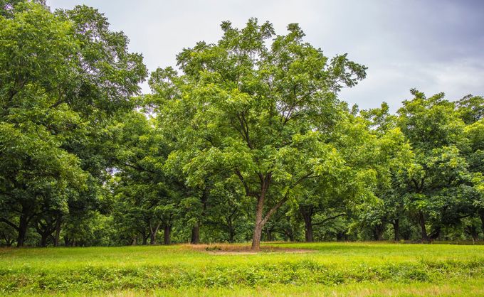 Lush green orchard with dense trees under a cloudy sky and a grassy foreground