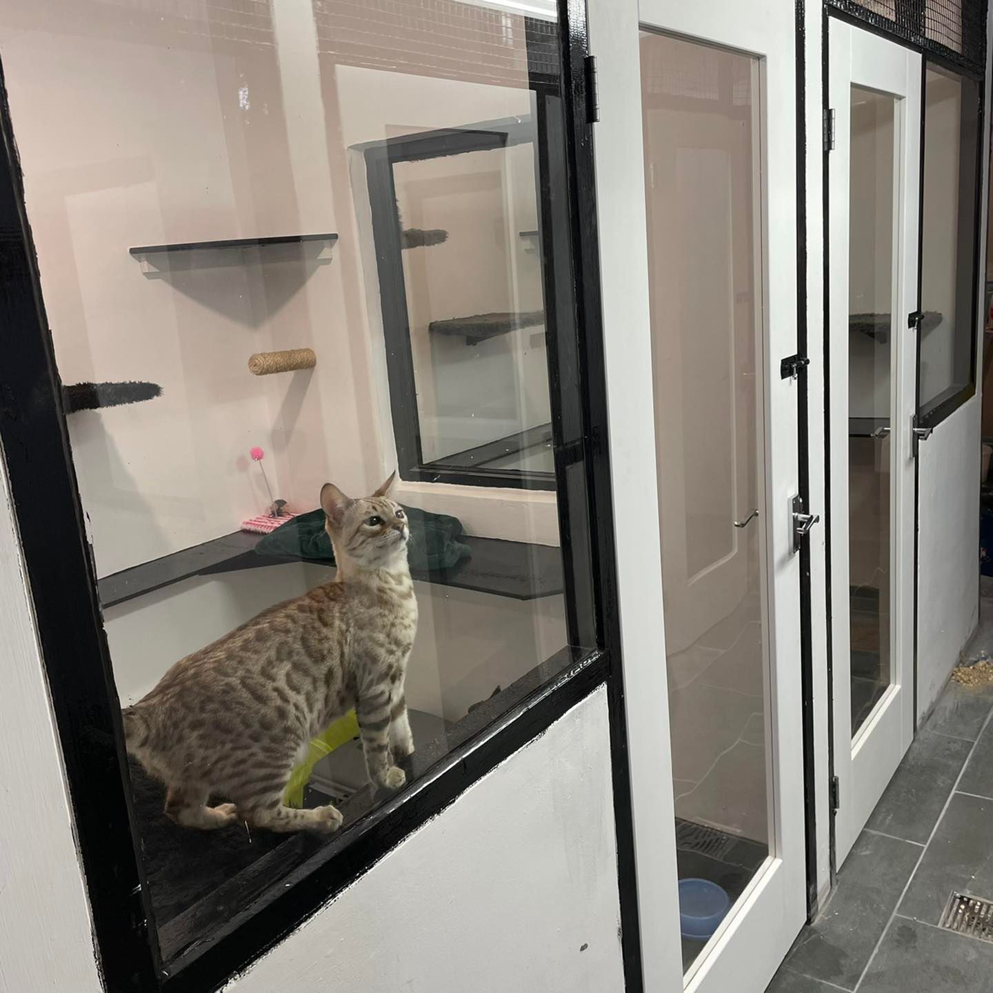 Hawthorn Boarding Kennels and Cattery Services Newcastle 01912363309