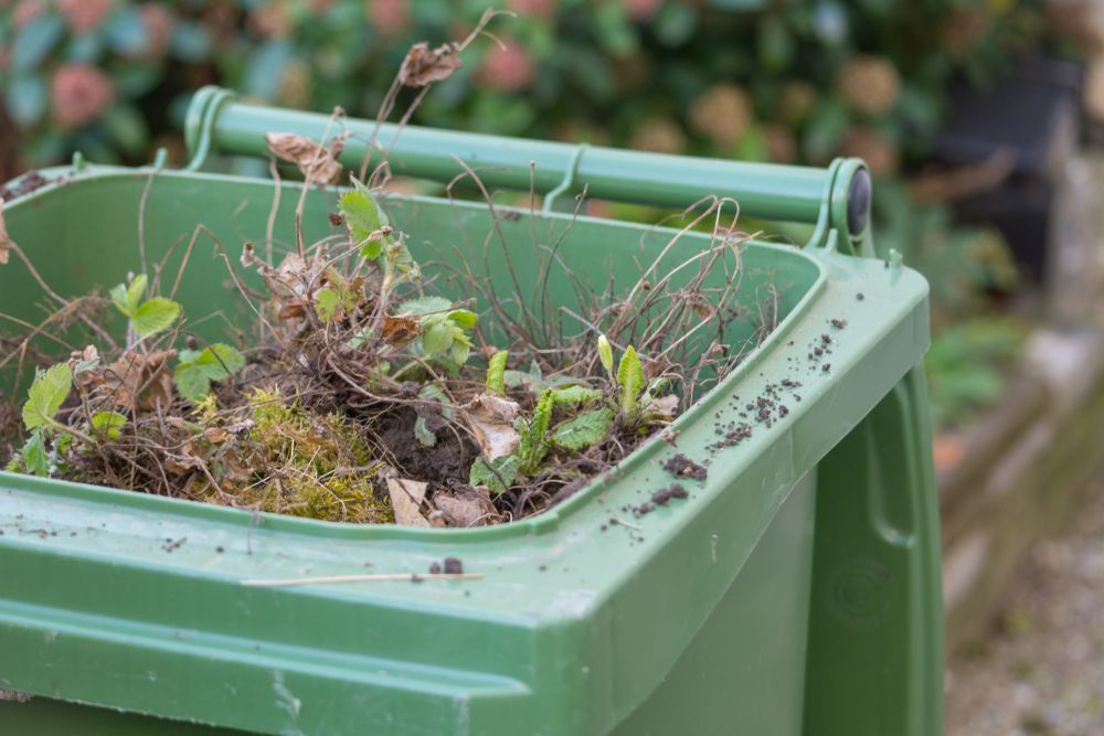 Green Compost Bin Filled With Garden Waste — Skip Bin Hire Sunshine Coast in Doolan, QLD