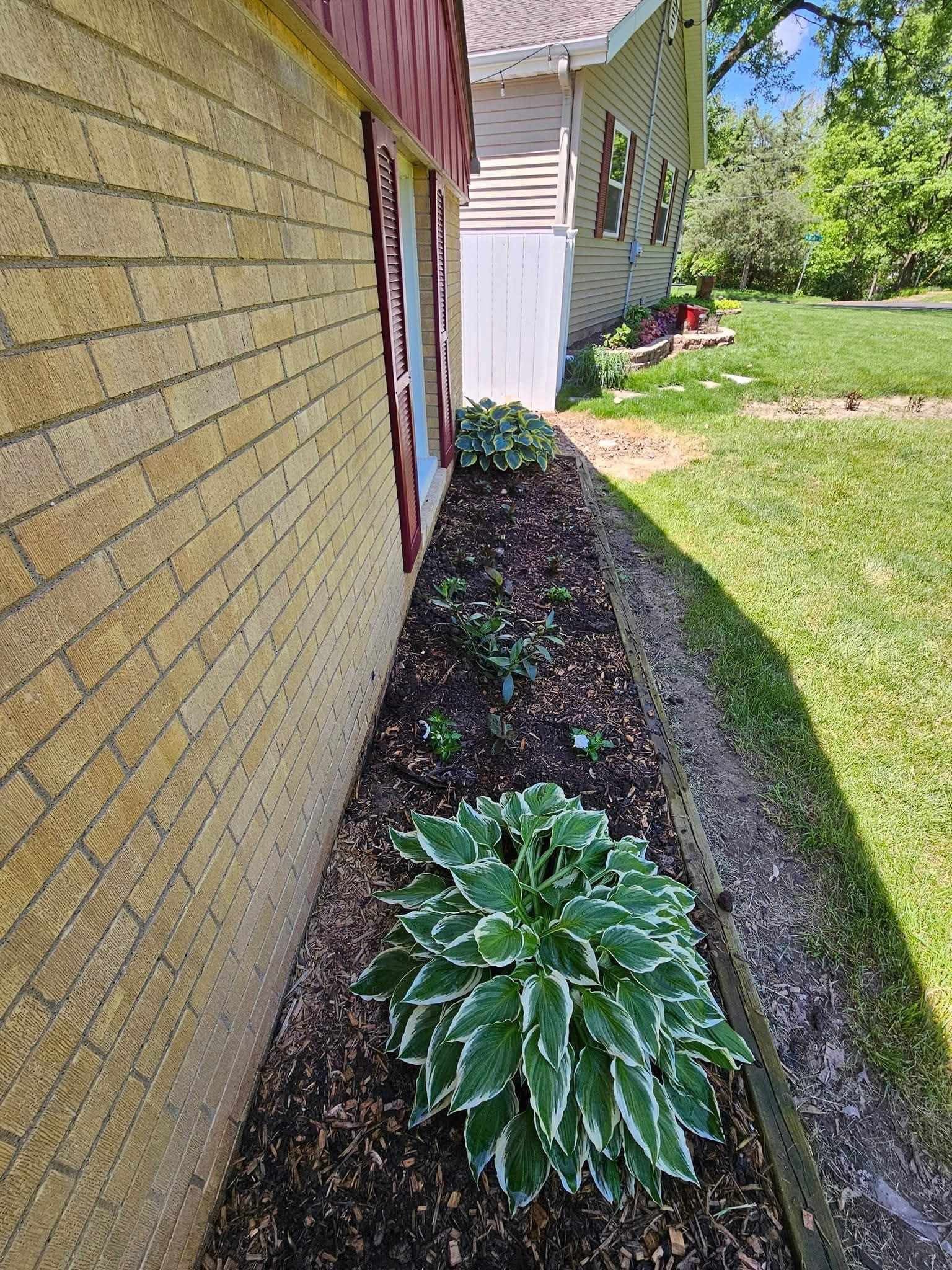 Side yard with a house wall, mulch bed, and variegated hosta plants along a narrow strip of grass.