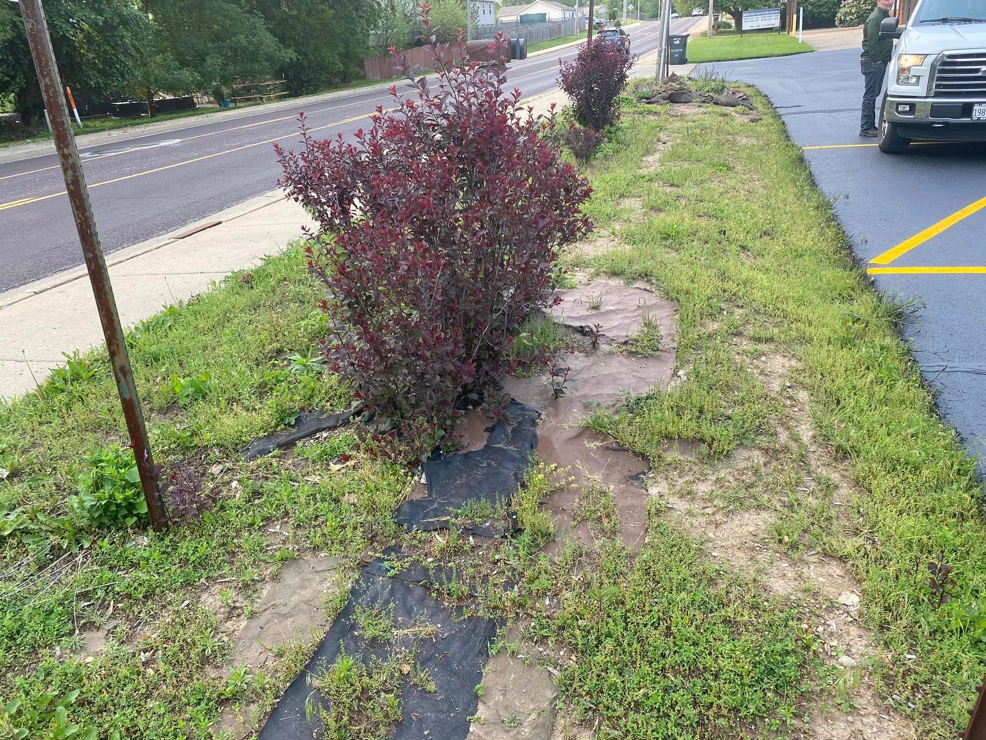 A grassy roadside verge with a purple shrub, muddy patches, and a sidewalk beside parked cars.