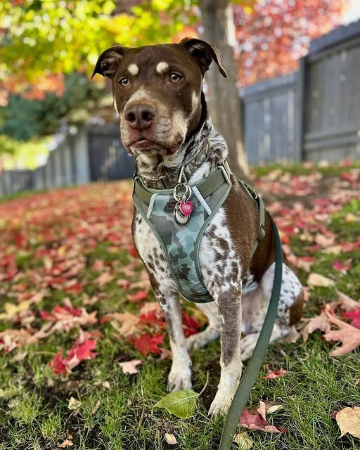 Pet Dog with leash — The District at Parkcenter
