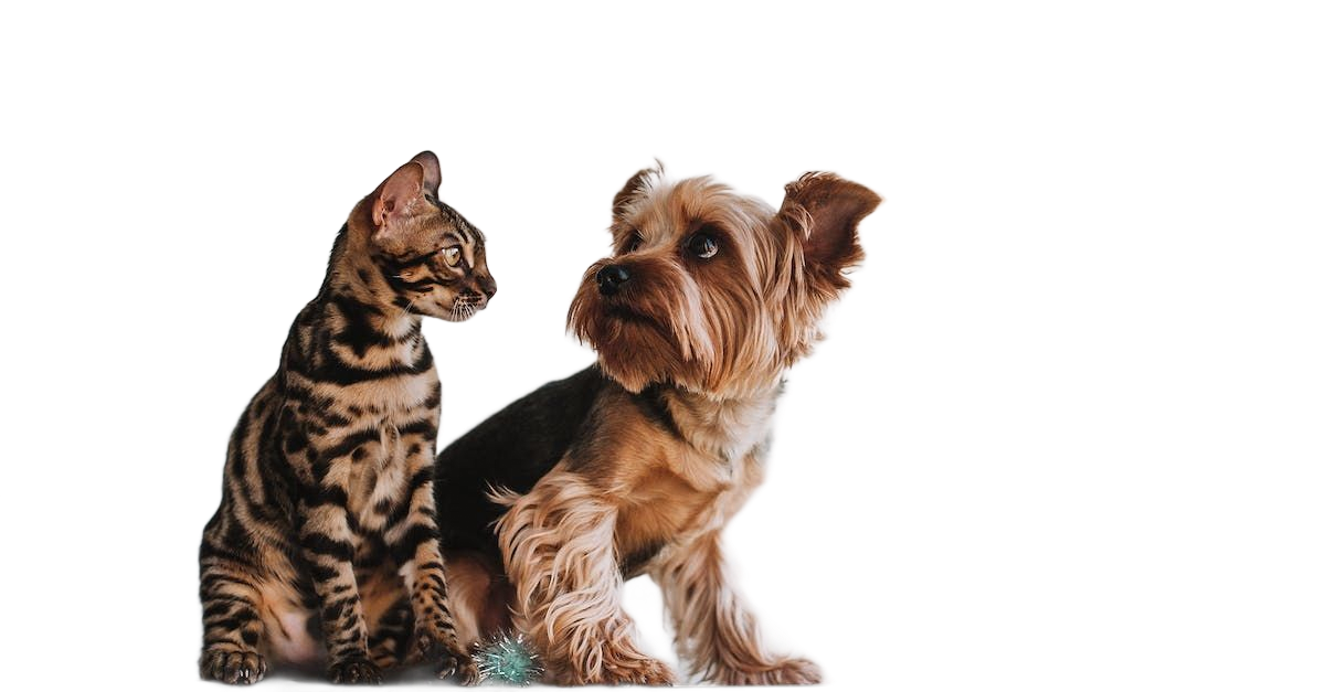 Naturheilkunde & ganzheitliche Begleitung bei Krebs bei Hund und Katze – achtsame Unterstützung ergä