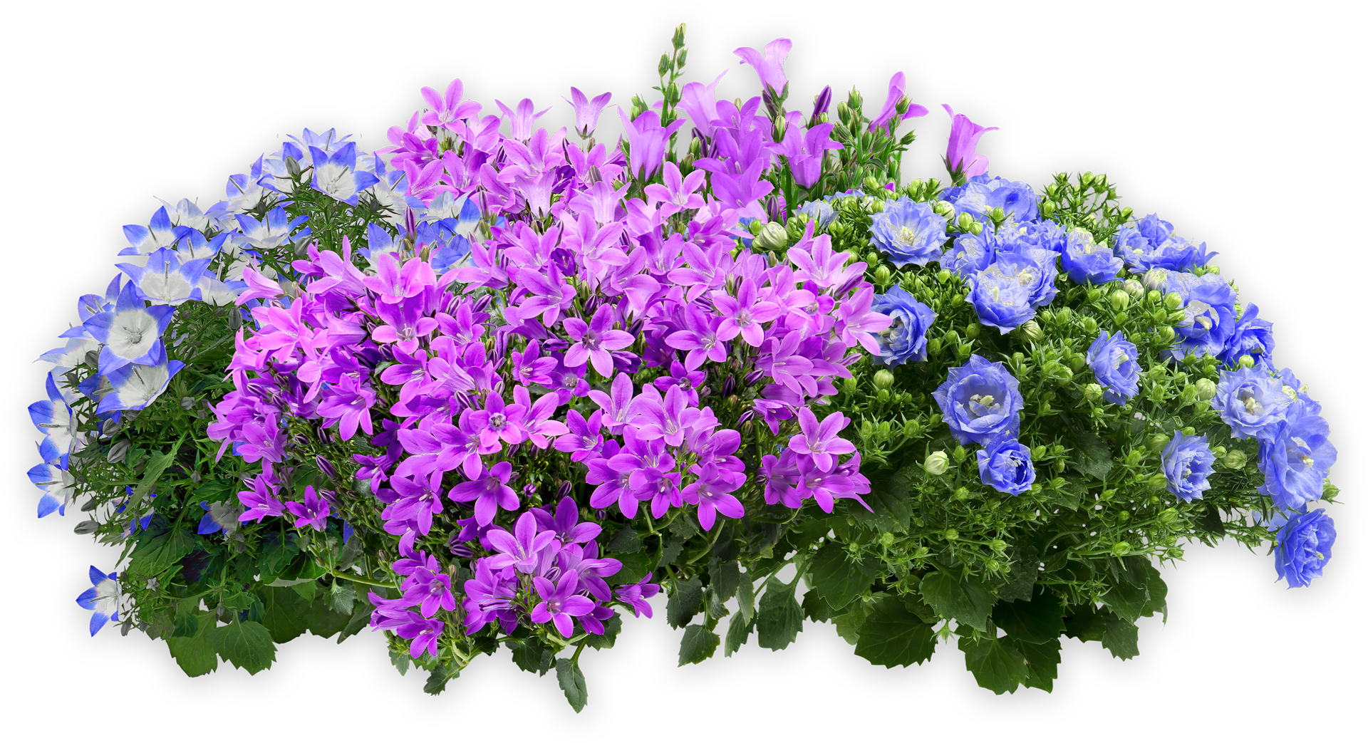 A Bunch of Purple and Blue Flowers on a White Background