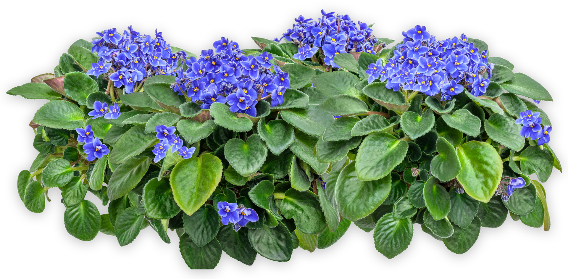 A Bunch of Purple Flowers and Green Leaves on a White Background