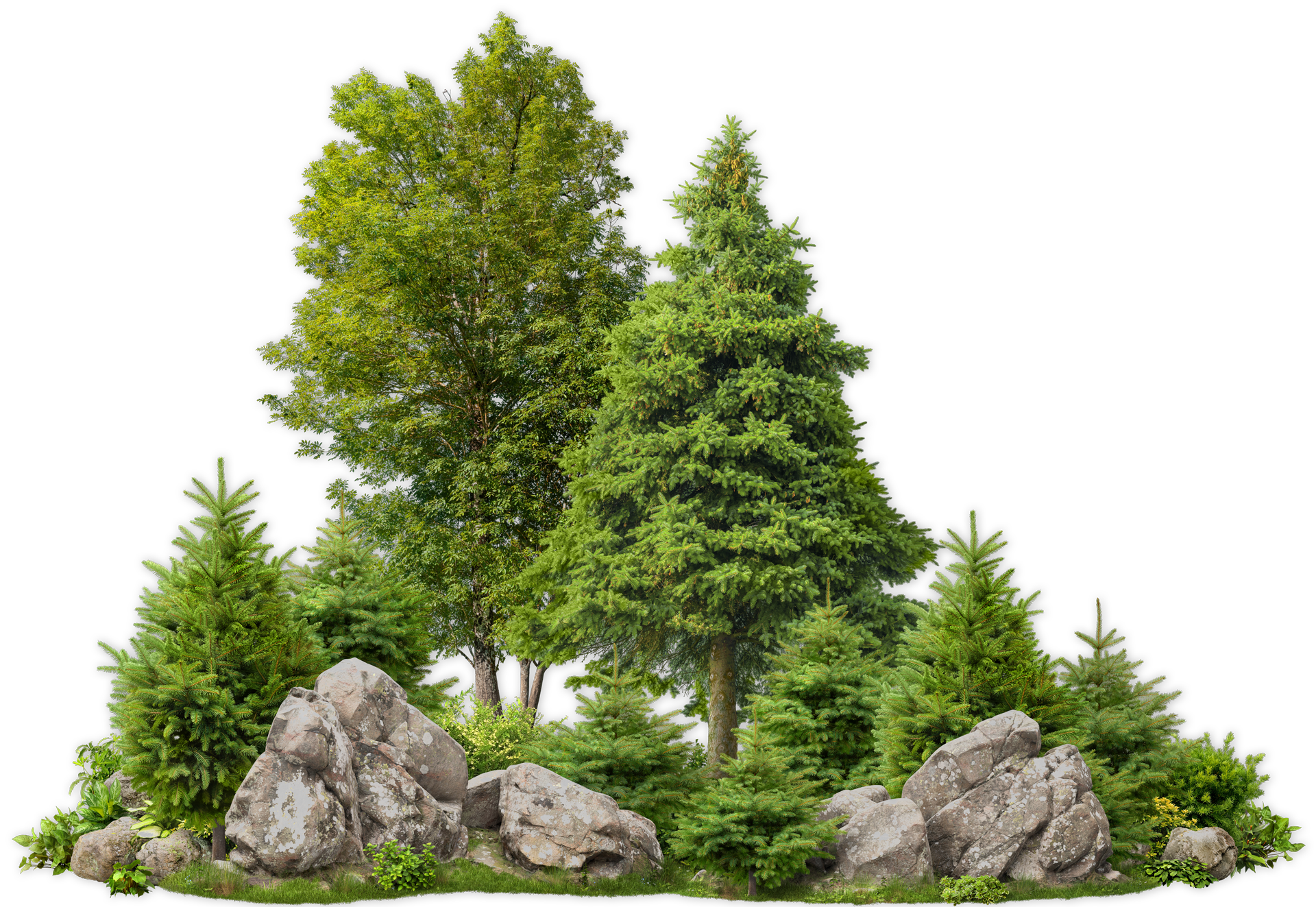 A Group of Trees and Rocks on a White Background