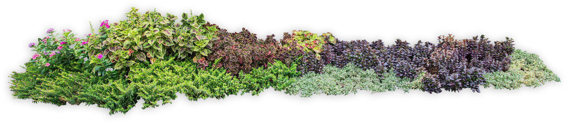 A Bunch of Trees and Bushes on a White Background