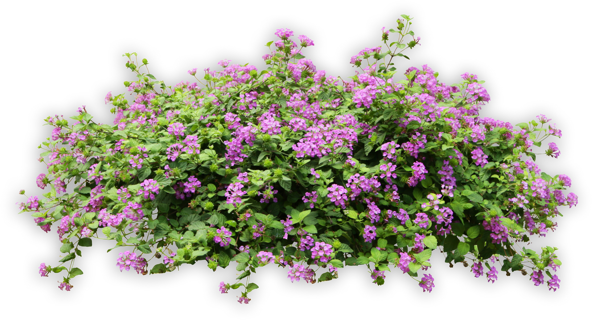 A Bush With Purple Flowers and Green Leaves on a White Background