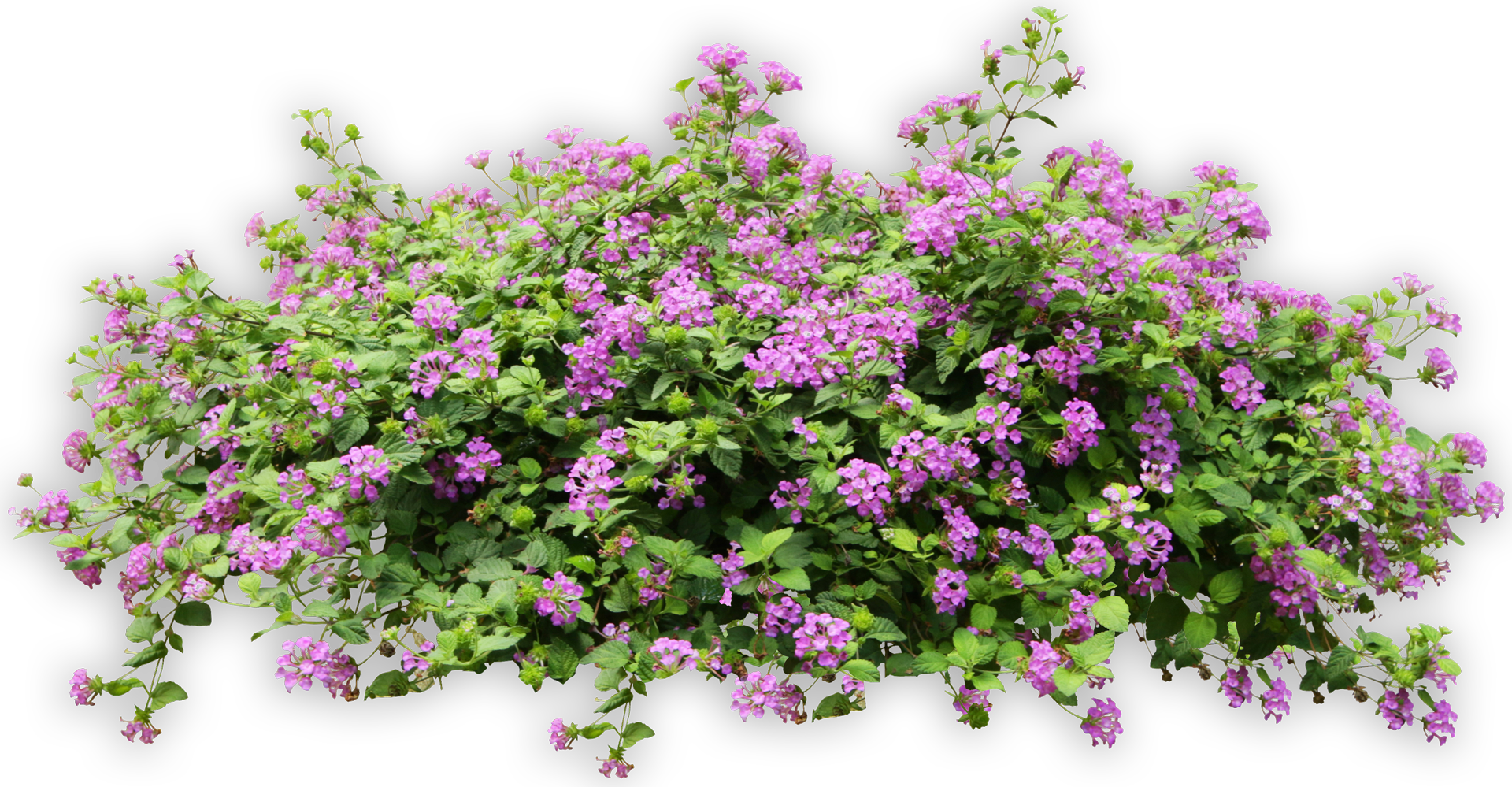 A Bush With Purple Flowers and Green Leaves on a White Background