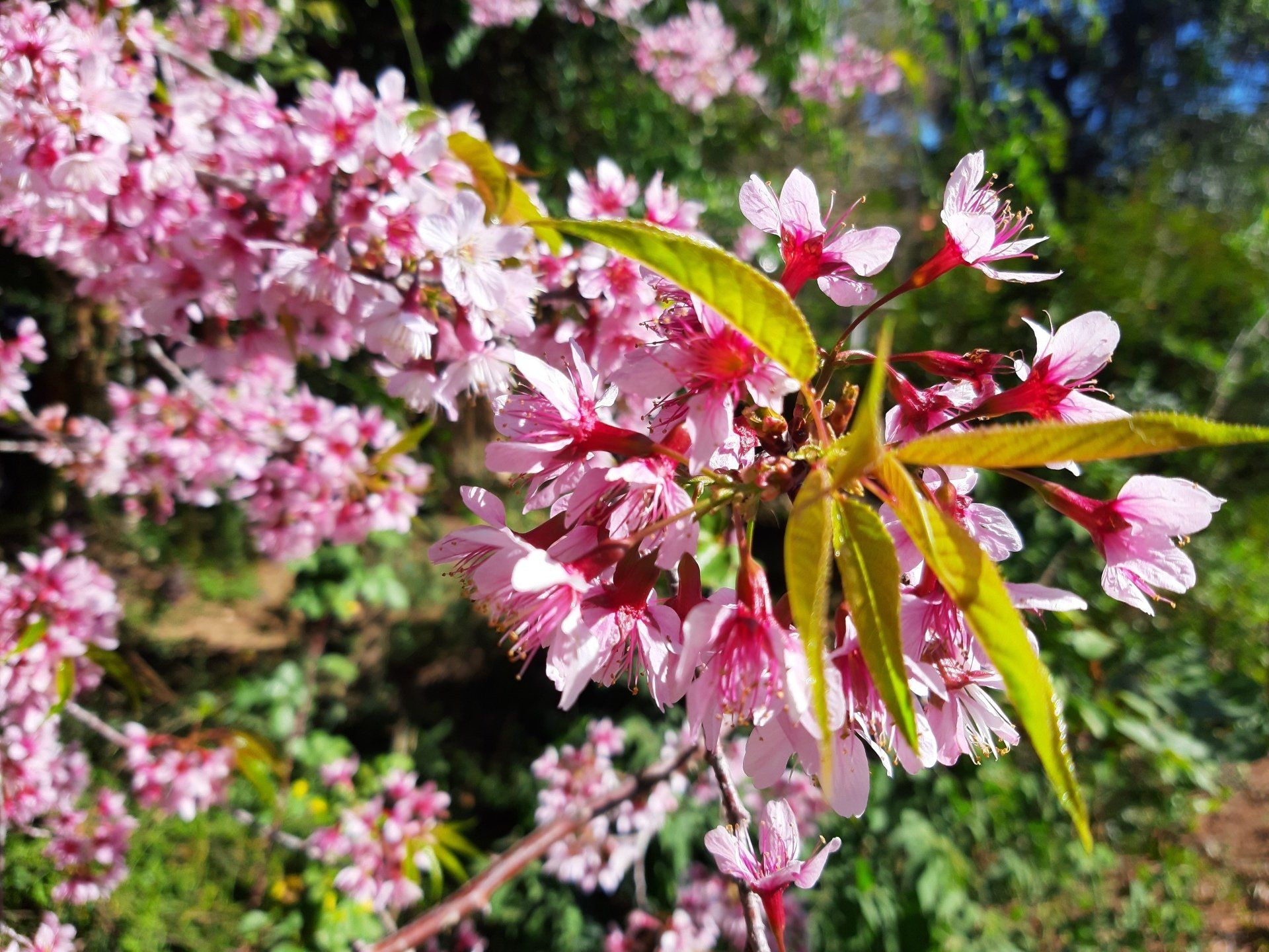 Linda cerejeira do Japão (Sakura) rosa em um dia ensolarado em meio a natureza em Itaipava.