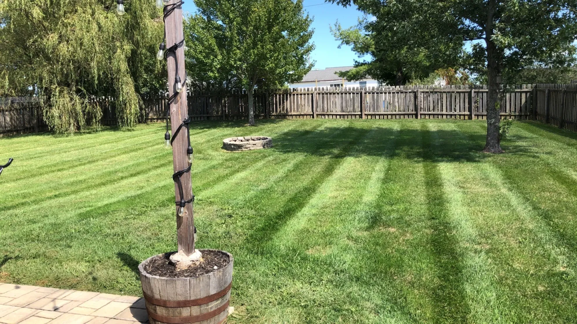 A large potted plant is sitting in the middle of a lush green lawn.