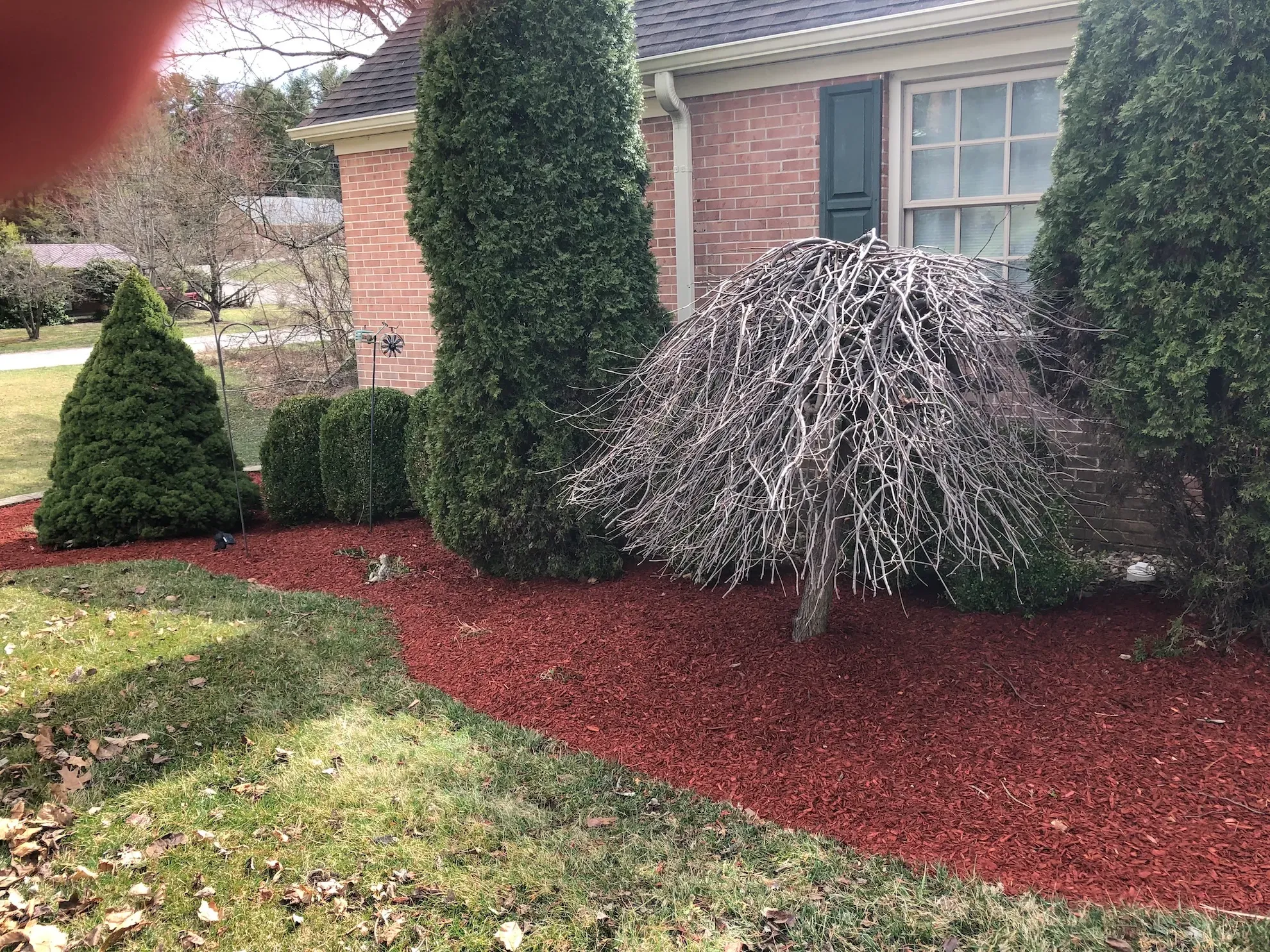 A lush green yard with trees and mulch in front of a brick house.