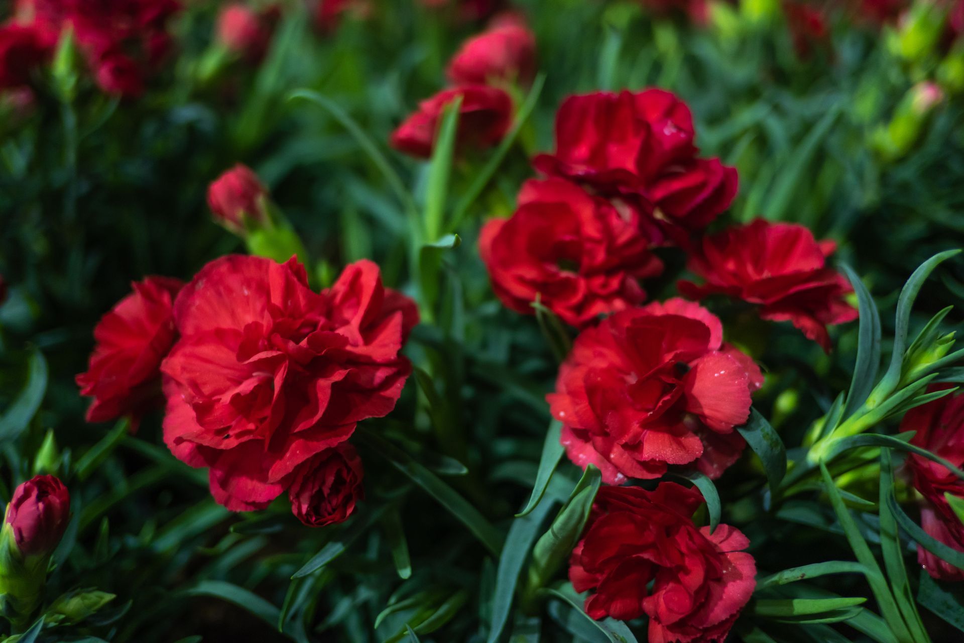 Red carnations blooming in a garden with green foliage