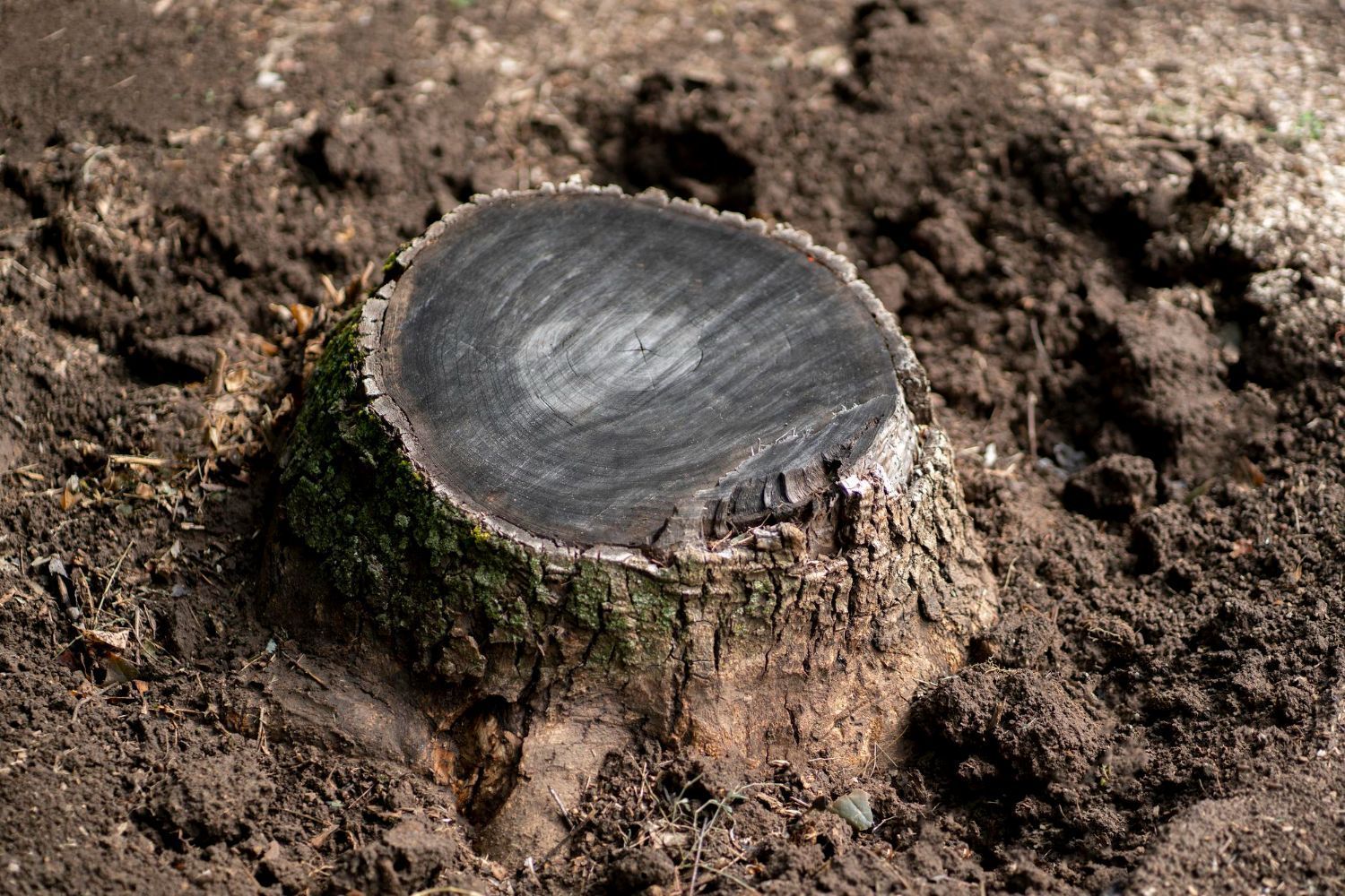 Stump removal Yakima WA