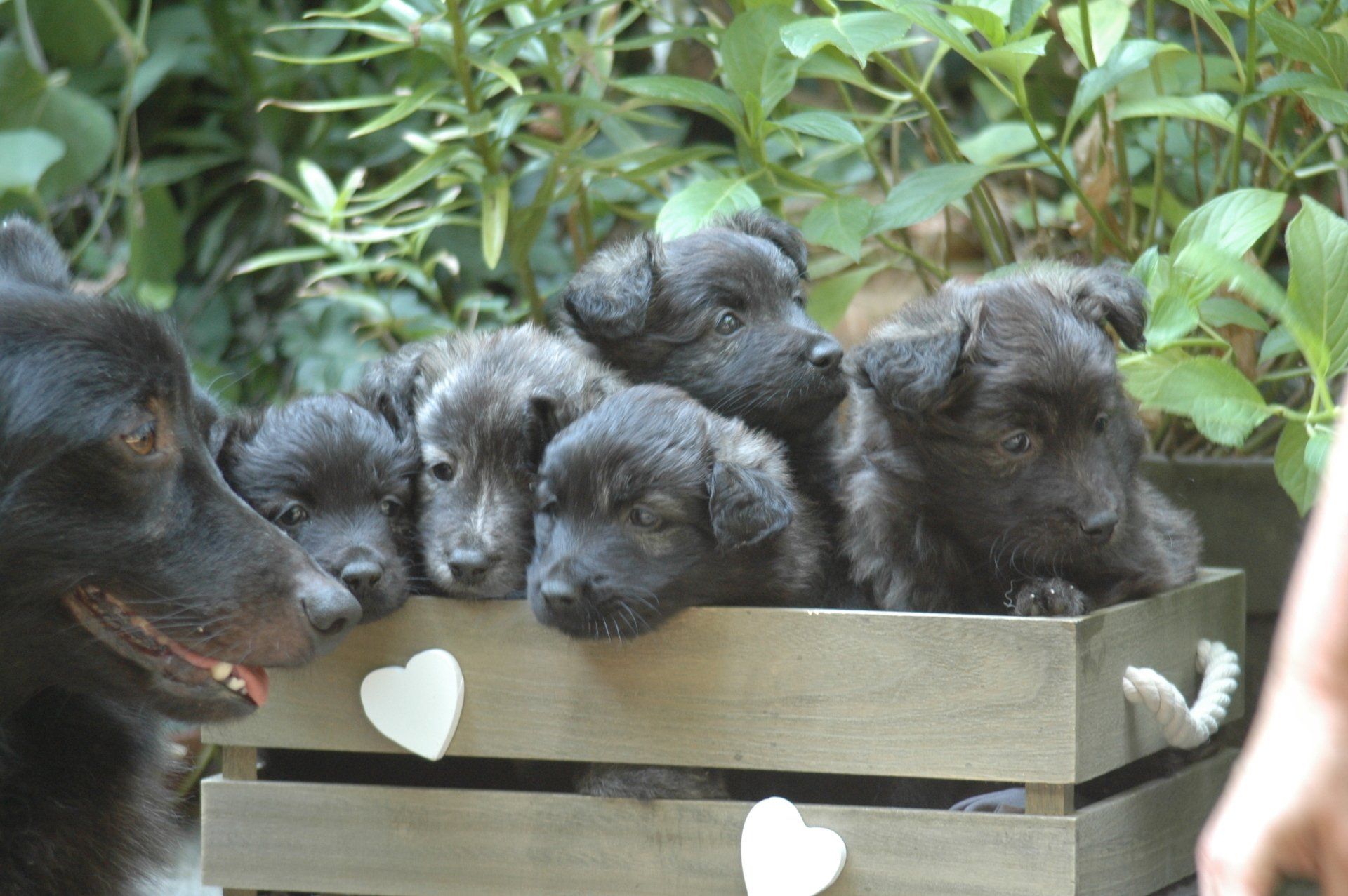 holländischer Schäferhund Langhaar, van Neerlands Erf