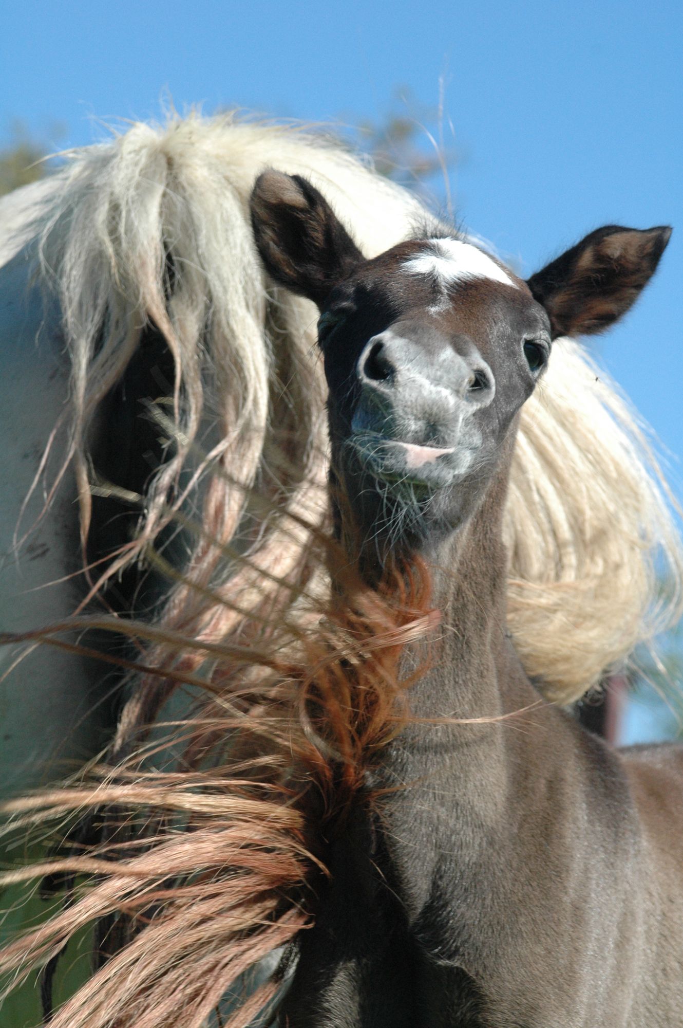 Berber, Fohlen