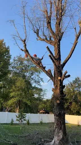 A worker in a tree trimming branches in a backyard with a white fence and blue sky.
