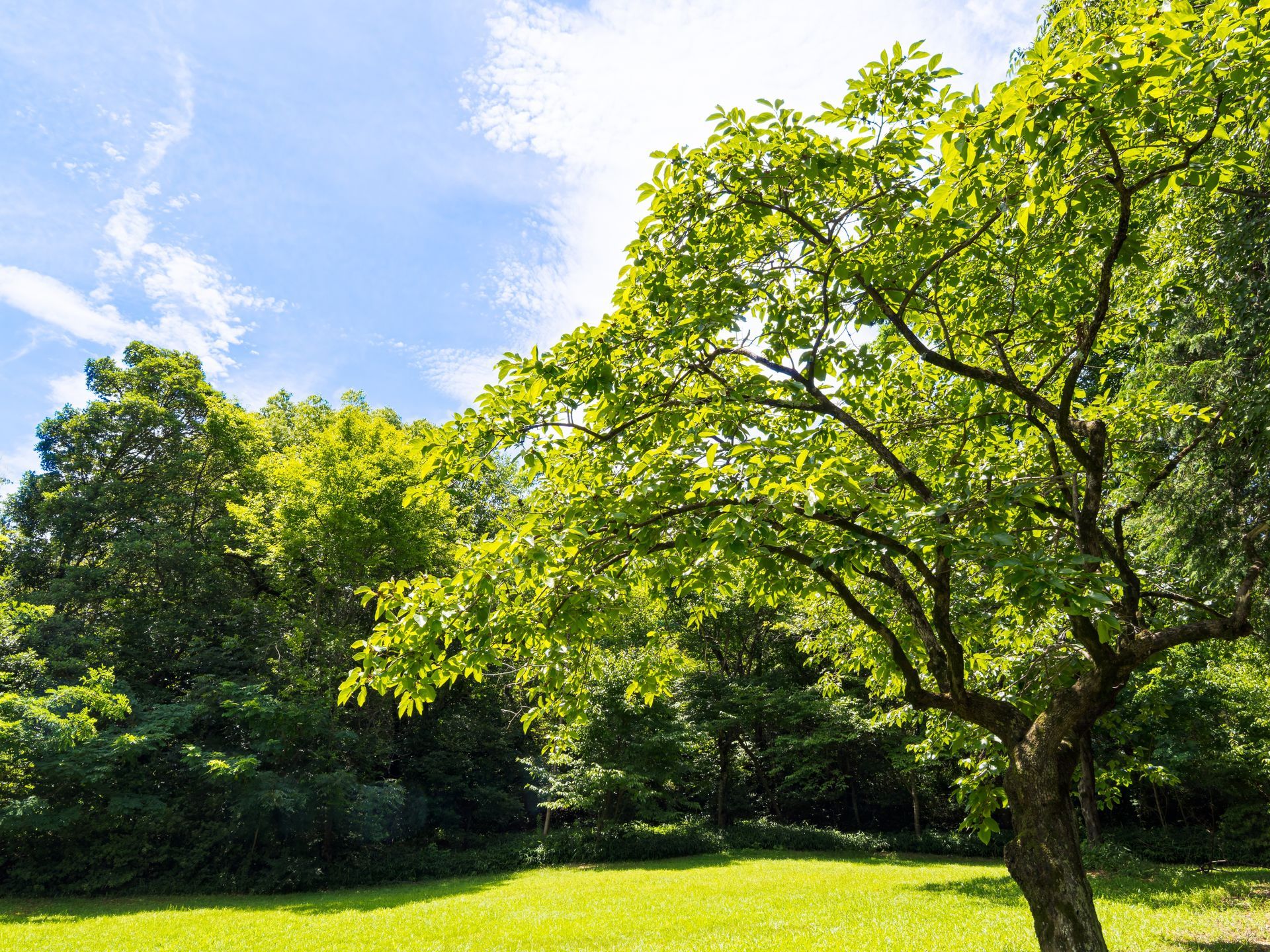 Sunny green park with leafy trees and a grassy clearing under a blue sky