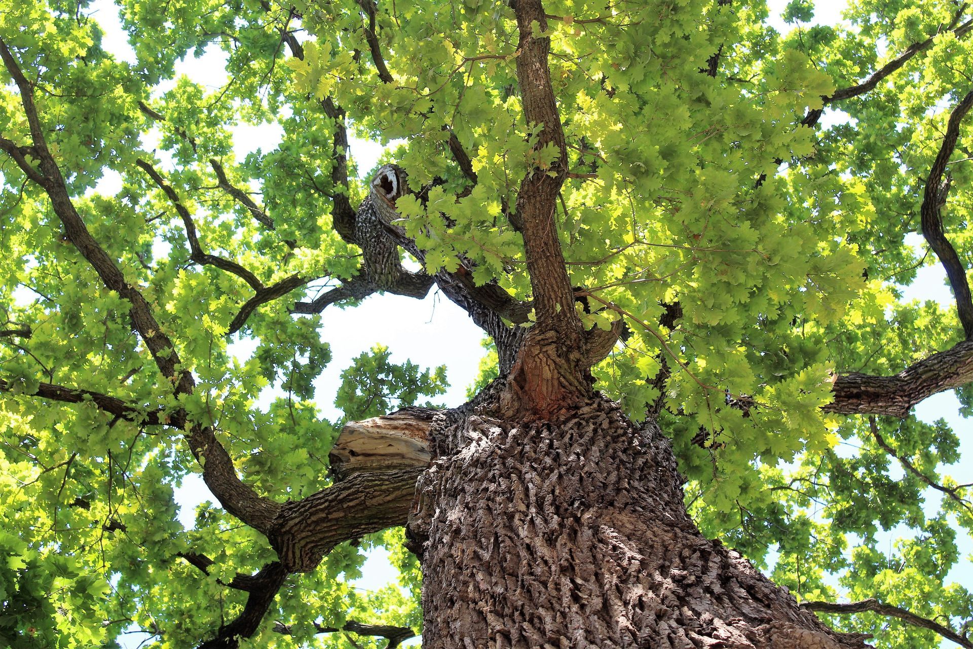 Upward view of a large tree trunk and green leafy canopy against the sky
