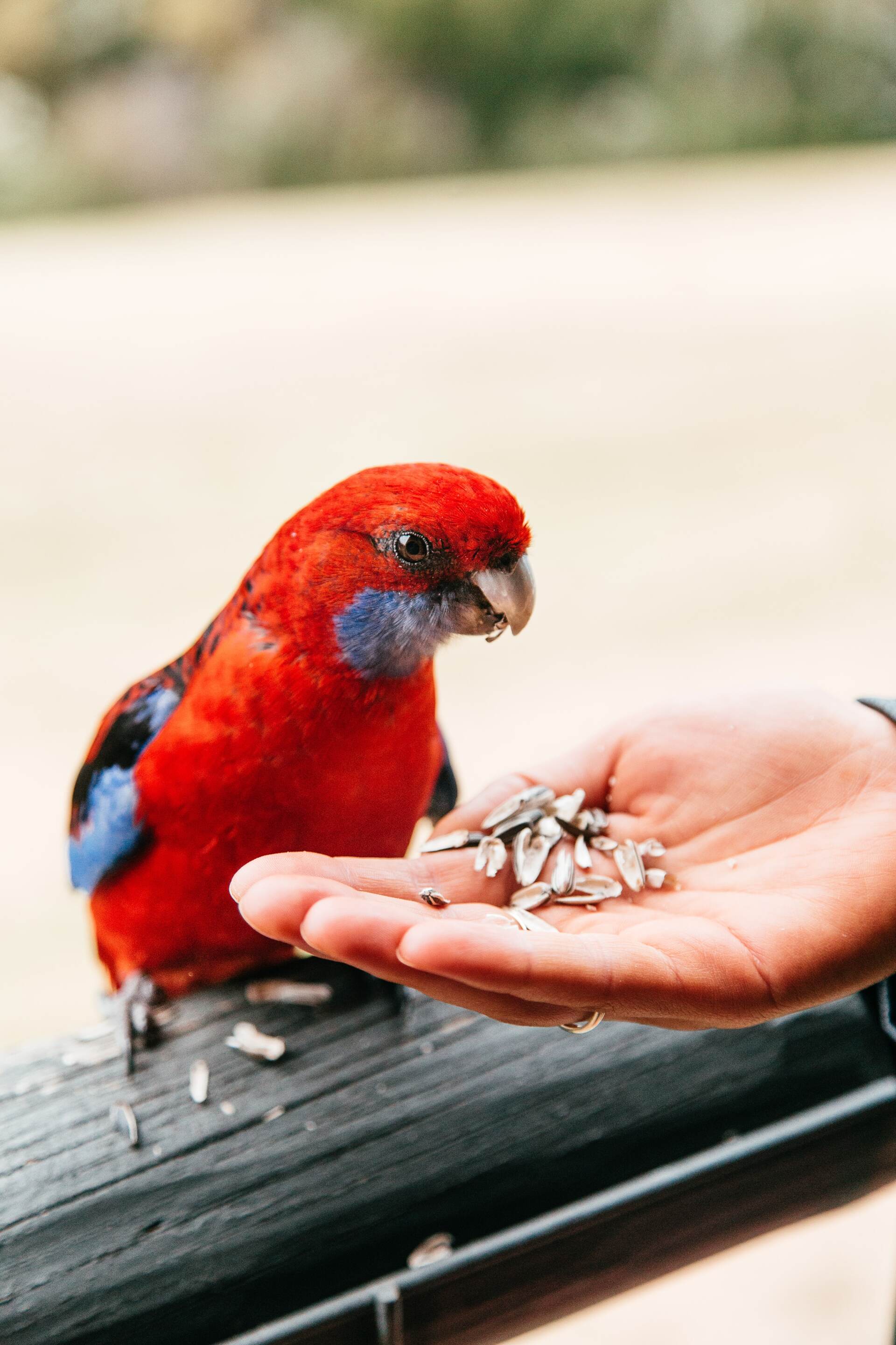 Crimson rosella visiting guests hand feeding 