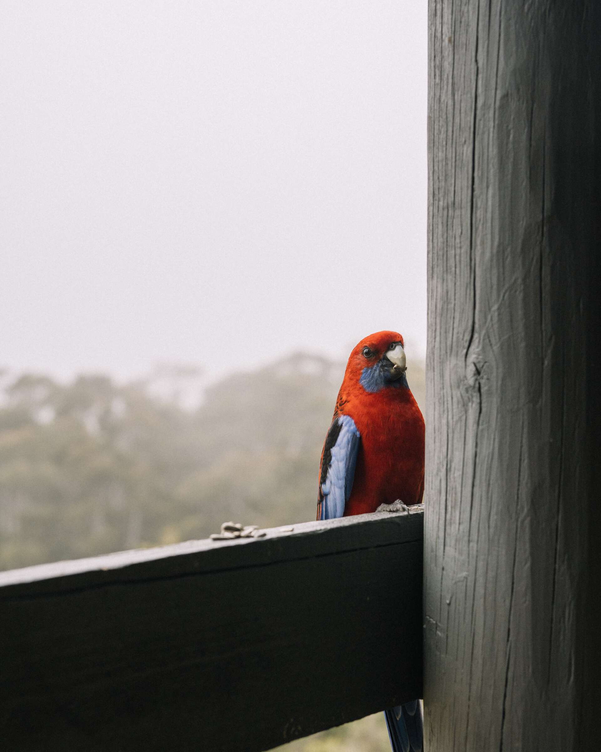 Crimson rosella visiting the cottage.
