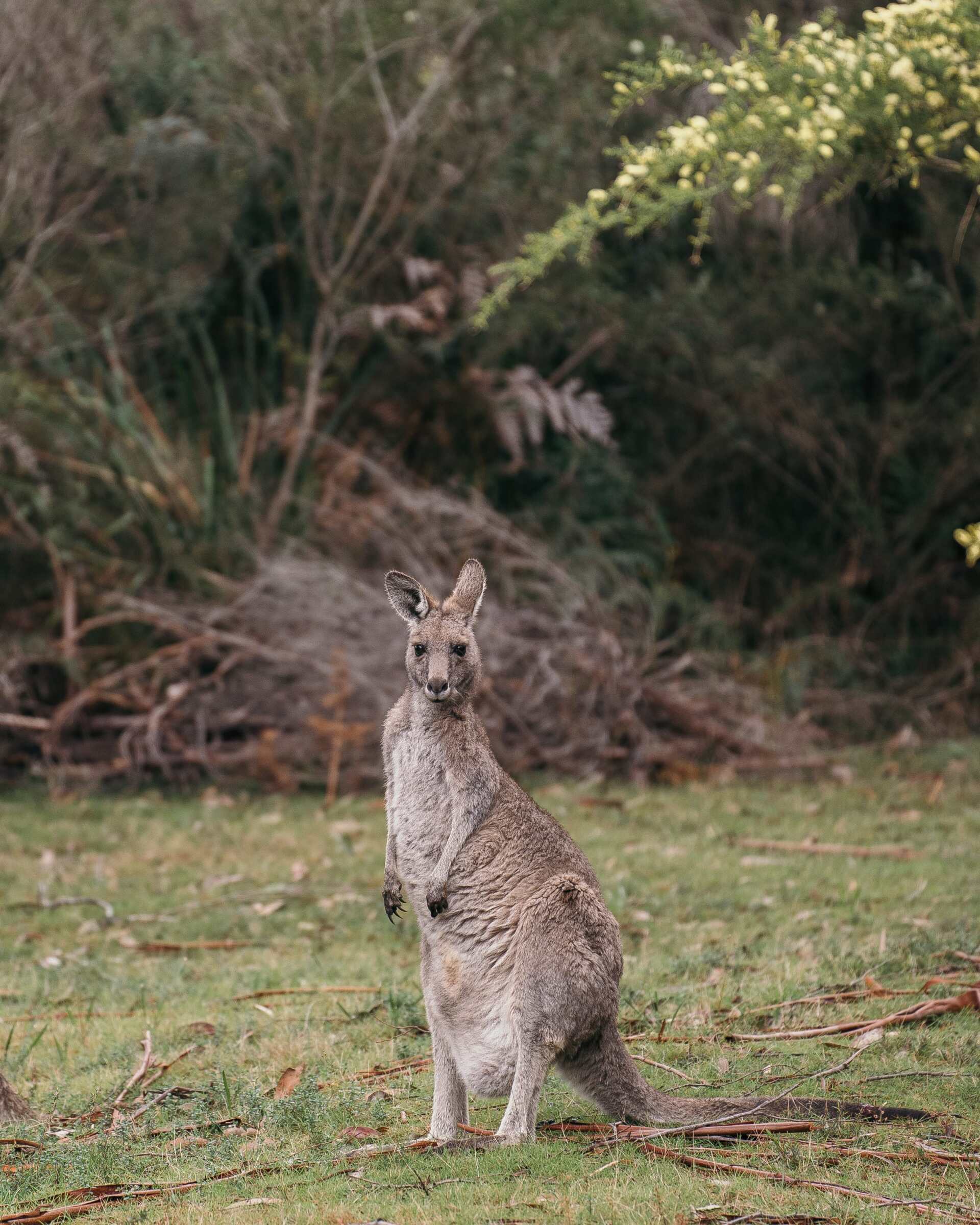native wallaby Otway bushland surrounding Cape Cottage