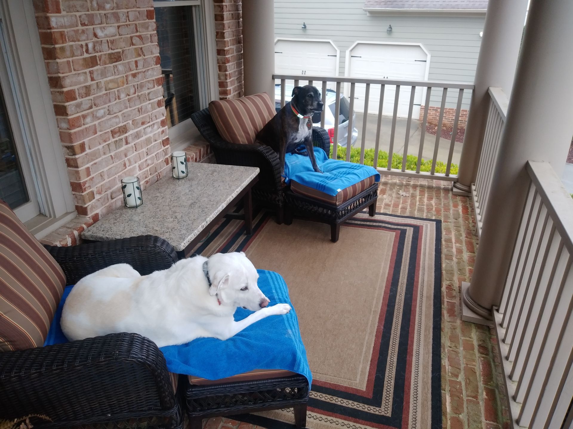 Two dogs resting on blue cushions on a covered porch, one white and one black.
