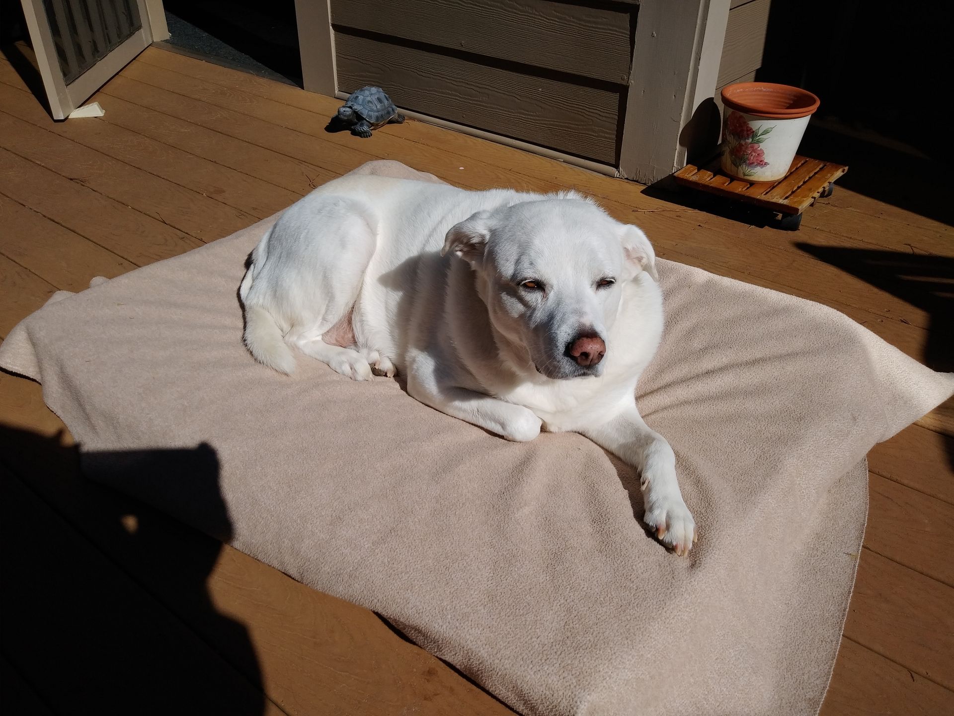 White dog lying on a beige mat in sunlight on a porch