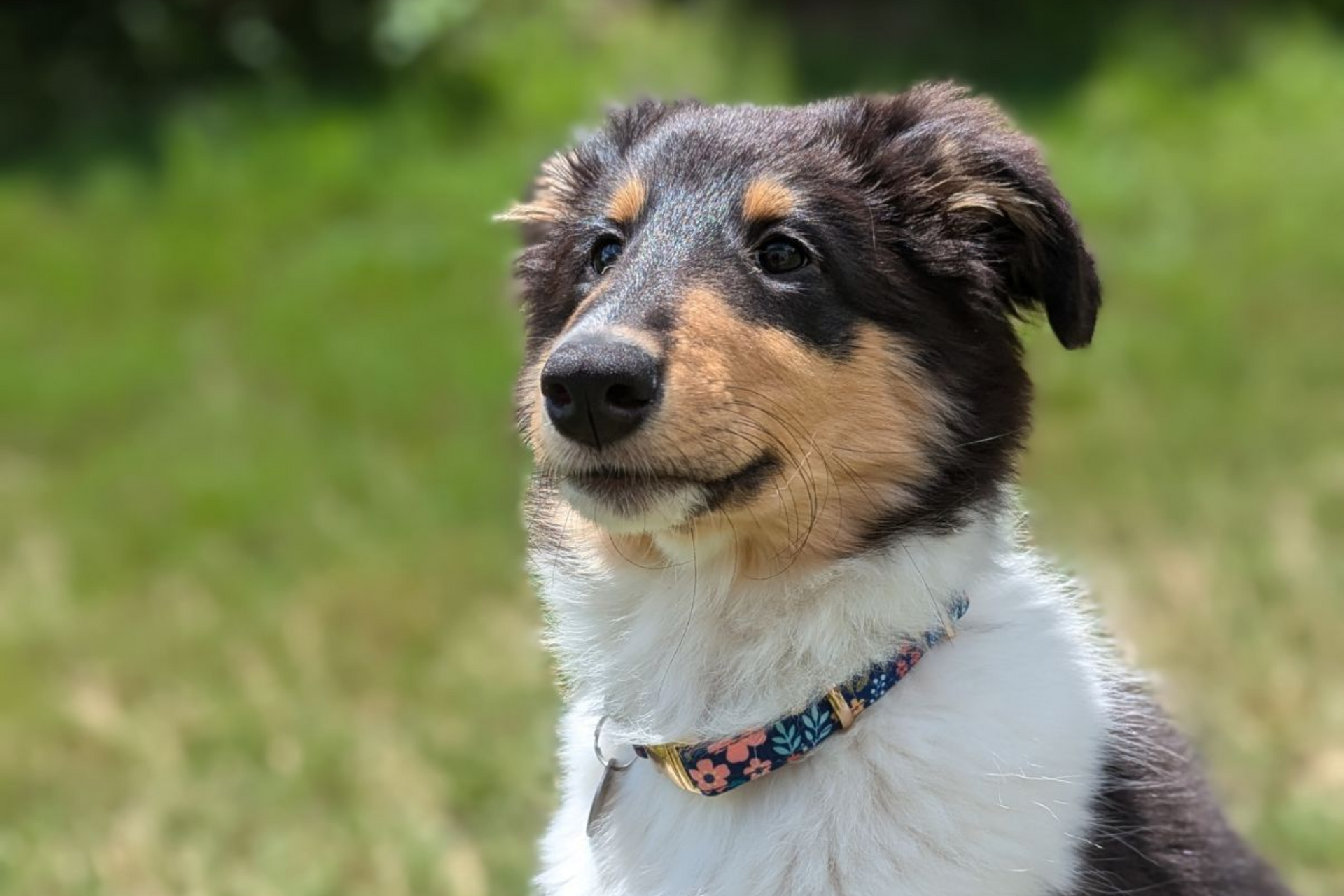 Small tricolor dog with a floral collar sitting in grass, looking off to the side.