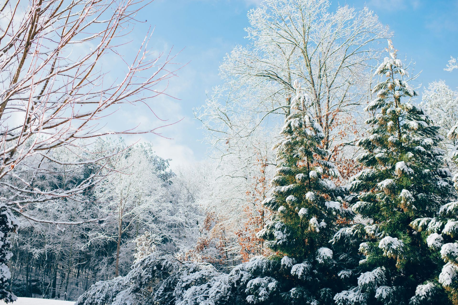 Snow covered winter trees