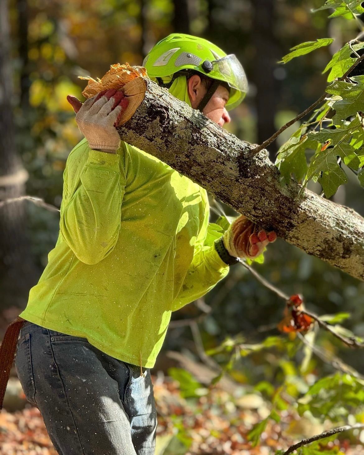 Tree Trimming Solutions | Atlanta, GA | Teran Tree Experts